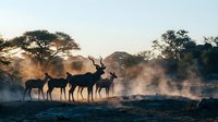 Herd of impala antelopes silhouetted against golden sunrise mist in African savanna with acacia trees creating dramatic wildlife scene for nature photography.