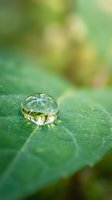 Crystal clear water droplet resting on vibrant green leaf with soft bokeh background showcasing nature's purity and freshness in macro photography.