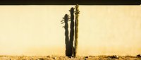 Tall saguaro cactus silhouette against warm desert sunset sky with golden light and arid landscape horizon for southwestern nature backgrounds.