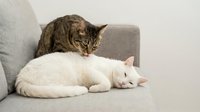 Tabby cat standing over white cat resting on gray upholstered sofa, both felines relaxed indoors on furniture.