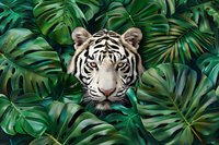 White tiger face peering through lush green monstera and palm leaves in jungle setting, creating dramatic wildlife contrast between predator and tropical foliage.
