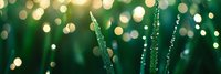 Fresh grass blades with morning dew drops against blurred bokeh lights in green and gold tones create dreamy natural background for nature designs.