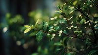 Fresh green leaves on branch with soft bokeh background creating natural spring garden atmosphere for organic wellness and growth concepts.