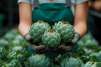 Farmer in teal apron holding fresh green artichokes with soil-covered hands in vegetable garden, organic produce harvest.