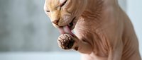 Hairless sphynx cat grooming paw with tongue in natural light showing wrinkled skin texture and feline behavior for pet care and animal wellness content.