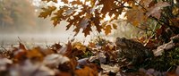 Dried autumn leaves scattered on ground with brown oak foliage hanging above in fall season, suitable for seasonal backgrounds and nature themes.
