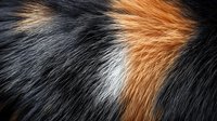 Close-up macro shot of animal fur texture showing natural pattern in black, white and ginger colors. Soft fluffy hair creates abstract background with smooth transitions.