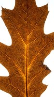 Dried oak leaf with detailed vein structure isolated on white background, suitable for botanical designs, educational materials, autumn-themed projects, and nature-inspired graphics.