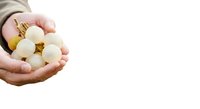 Woman's hand holding white and gold decorative baubles on white background, isolated for holiday design, greeting cards, and festive marketing materials.