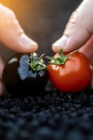 Hands holding fresh ripe red tomato and purple eggplant over dark soil background, macro shot with selective focus showing organic gardening and harvest.