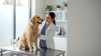 Female veterinarian examining golden retriever dog in modern clinic office with natural lighting and plants creating warm professional atmosphere.