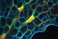 Fluorescent microscopy of plant cells showing vascular tissue with glowing yellow and green pathways against dark blue nuclei, suitable for science education and biology research materials.