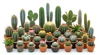 Collection of diverse cacti and succulents in terracotta pots arranged in rows, featuring various species with different shapes, sizes and textures for home decor.