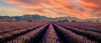 Lavender field rows stretching toward mountains under dramatic orange sunset sky. Agricultural landscape with purple flowers in bloom during golden hour.