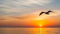 Seagull soaring over calm ocean waters during golden sunset with warm orange and pink sky colors reflecting on water surface creating peaceful seascape scene.
