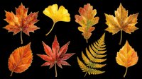 Autumn leaves collection featuring maple, ginkgo, oak, and fern foliage in vibrant fall colors. Isolated on transparent background, ready for t-shirt design, clipart, stickers, sublimation, and print-on-demand projects.