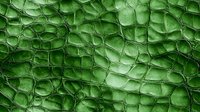 Extreme close up of emerald green crocodile or alligator skin texture showing detailed scales, ridges and natural leather pattern. Luxury fashion background.