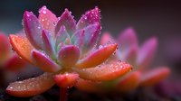 Vibrant pink and orange succulent plant with water droplets on petals against dark background, creating dreamy botanical macro photography.