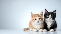 Two adorable kittens sitting together on white background, orange tabby and black white tuxedo cat, perfect for pet adoption campaigns and animal care.