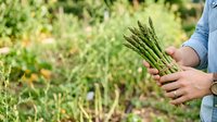 Farmer holding fresh green asparagus spears in hands at harvest time in vegetable garden, organic farming and sustainable agriculture concept.