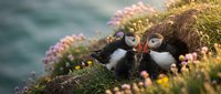 Two Atlantic puffins with colorful beaks sitting together on mossy cliff edge surrounded by pink wildflowers near ocean waters during breeding season.