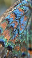Extreme close-up of colorful reptile skin displaying vibrant blue, orange, and green scales in intricate patterns. Macro wildlife photography.