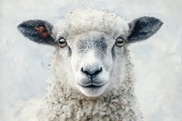 Close up portrait of young white sheep face with dark ears and amber eyes looking directly at camera against soft gray background, artistic farm animal study.