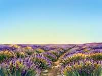 Vast rolling hills covered in blooming purple lavender flowers with golden sunlight illuminating the landscape during golden hour, suitable for travel, wellness, and nature backgrounds.