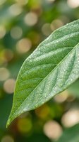 Fresh green leaf with morning dew drops and detailed vein structure against soft bokeh background for natural wellness and environmental concepts.