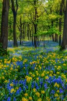 Vibrant spring forest landscape with blooming yellow daffodils and blue hyacinths creating a colorful carpet under tall trees with fresh green foliage. Magical woodland scene.