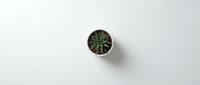 Small green cactus succulent plant in brown pot viewed from above on clean white background for home decor and gardening concepts.