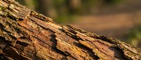 Weathered tree bark with natural peeling texture and warm brown tones creates rustic organic surface for nature backgrounds and outdoor design projects.