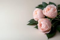 Delicate pink roses with dark green leaves arranged on light neutral background, soft focus photography creating romantic mood for wedding and celebration designs.