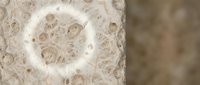 Natural loofah sponge close-up showing organic texture and porous structure for spa treatments and eco-friendly bathing products.