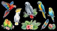 Colorful tropical parrots clipart set isolated on transparent background, featuring macaws, cockatoo, lovebirds, budgerigar, and tropical leaves for stickers, t-shirt design, print on demand.