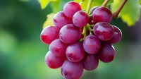 Fresh ripe red grape cluster with water drops on berries against blurred green natural background, macro shot showing juicy fruit texture and details.