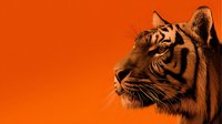 Majestic tiger profile portrait on vibrant orange background with dramatic lighting showcasing wild cat features and striped fur pattern for wildlife design.