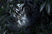 Close up portrait of mysterious white tiger face partially hidden behind dark green foliage, showing intense eyes and detailed fur texture in dramatic lighting.