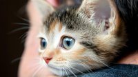 Adorable tabby kitten with striking blue eyes being gently held in human hands, showcasing innocent expression and soft multicolored fur for pet care content.