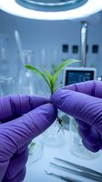 Scientist hands in purple gloves holding green plant seedling in modern laboratory for biotechnology research and sustainable agriculture development.
