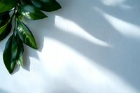 Green tropical leaves casting natural shadows on white textured wall, minimalist botanical composition with window light creating diagonal patterns.