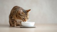 Curious Bengal cat sniffing white ceramic bowl on saucer against neutral beige background, selective focus on feline face showing natural hunting behavior.