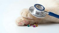 Dog paw with stethoscope and colorful pills on white background. Veterinary medicine concept for pet health care and animal treatment.