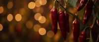 Red chili peppers hanging on plant with warm bokeh lights background for cooking spice harvest culinary kitchen decoration restaurant menu design.