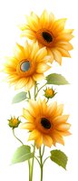 Bright yellow sunflowers with buds and green leaves on white isolated background. Floral design element for greeting cards, packaging, and wall art decoration.