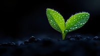Young green plant seedling with water drops growing from dark soil against black background, symbolizing new life, growth and environmental care.