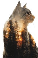 Double exposure of cat silhouette with forest sunset scene, creating artistic nature-inspired composition for wildlife conservation campaigns.