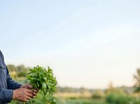 Farmer holding fresh green seedling plant in hands over blurred agricultural field during spring planting season for farming, gardening, and sustainability concepts.