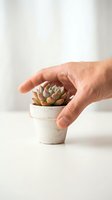 Caucasian hand reaching for a tiny succulent in a rustic white clay pot on a clean white surface, soft natural light background.