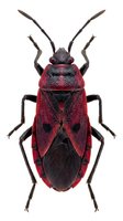 Red and black assassin bug isolated on white background, displaying detailed wing covers and long antennae, suitable for entomology education and nature design projects.